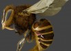 In this electron micrograph, Varroa destructor (arrow) is wedged between the abdominal plates of a honey bee’s exoskeleton. Image credit: UMD / USDA / PNAS.