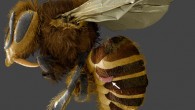 In this electron micrograph, Varroa destructor (arrow) is wedged between the abdominal plates of a honey bee’s exoskeleton. Image credit: UMD / USDA / PNAS.