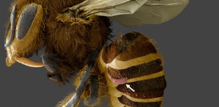 In this electron micrograph, Varroa destructor (arrow) is wedged between the abdominal plates of a honey bee’s exoskeleton. Image credit: UMD / USDA / PNAS.