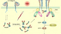 Fever is an evolutionarily conserved response in both endothermic and ectothermic species and confers survival benefits during infection and injury. Lin et al identify that the Hsp90-a4-integrin axis serves as a thermal sensory pathway that responds to fever to promote T cell trafficking and enhance immune surveillance during infection. Image credit: Lin et al, doi: 10.1016/j.immuni.2018.11.013.
