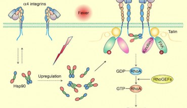 Fever is an evolutionarily conserved response in both endothermic and ectothermic species and confers survival benefits during infection and injury. Lin et al identify that the Hsp90-a4-integrin axis serves as a thermal sensory pathway that responds to fever to promote T cell trafficking and enhance immune surveillance during infection. Image credit: Lin et al, doi: 10.1016/j.immuni.2018.11.013.