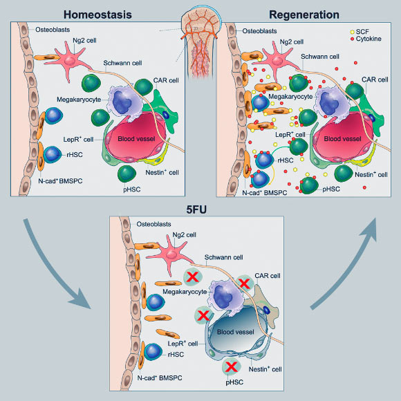 Zhao et al demonstrate that HSCs have a back-up system in stressed condition. Both reserve and active stem HSCs are maintained in the bone marrow by specific niches. While the latter are chemo-sensitive, the former survive and restore stem cells, and thereby generate the blood system. Image credit: Zhao et al, doi: 10.1016/j.celrep.2018.12.093.