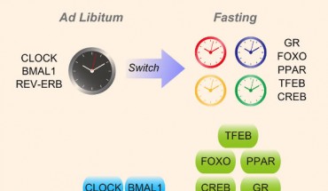 Kinouchi et al reveal that fasting affects peripheral circadian clocks in the liver and skeletal muscle. Fasting operates by influencing the circadian clock and fasting-sensitive transcription factors, thereby cooperatively achieving fasting-specific temporal gene regulation. Image credit: Kinouchi et al, doi: 10.1016/j.celrep.2018.11.077.