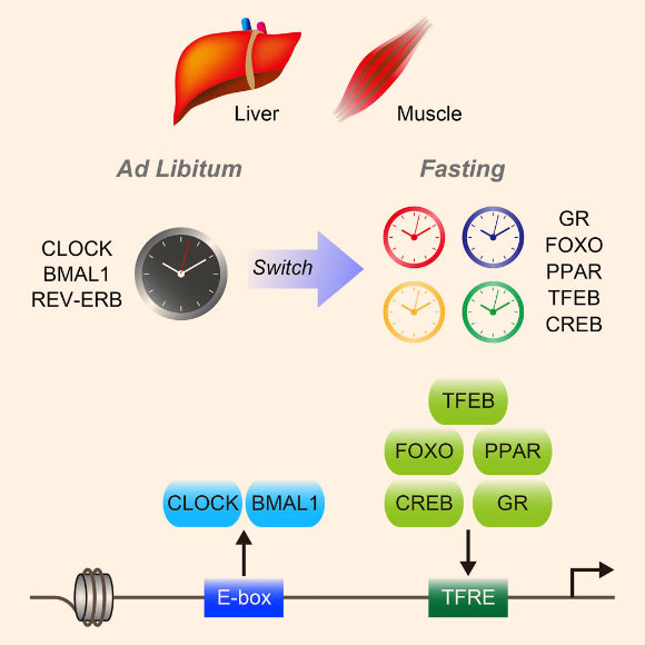 Kinouchi et al reveal that fasting affects peripheral circadian clocks in the liver and skeletal muscle. Fasting operates by influencing the circadian clock and fasting-sensitive transcription factors, thereby cooperatively achieving fasting-specific temporal gene regulation. Image credit: Kinouchi et al, doi: 10.1016/j.celrep.2018.11.077.