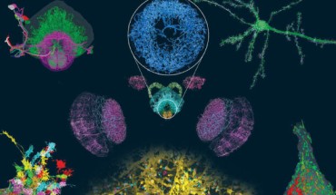 ExLLSM (expansion/lattice light-sheet microscopy) images neural structures with molecular contrast over millimeter-scale volumes, including (clockwise from top right) mouse pyramidal neurons and their processes; organelle morphologies in somata; dendritic spines and synaptic proteins across the cortex; stereotypy of projection neuron boutons in Drosophila; projection neurons traced to the central complex; and (center) dopaminergic neurons across the brain, including the ellipsoid body (circular inset). Image credit: Gao et al, doi: 10.1126/science.aau8302.
