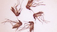 Aedes aegypti mosquitoes after an experiment; the lack of red in their guts indicates the compounds repelled the mosquitoes, which chose not to feed. Image credit: Mayur Kajla.