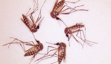Aedes aegypti mosquitoes after an experiment; the lack of red in their guts indicates the compounds repelled the mosquitoes, which chose not to feed. Image credit: Mayur Kajla.