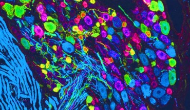 The unpleasantness of pain is an emotional phenomenon distinct from pain’s sensory qualities. To study how the brain processes pain-related emotions, Corder et al used neural calcium imaging in freely behaving mice. The team identified brain circuits that respond to pain and directly tested their causal role in motivational behaviors associated with acute and chronic pain. Image credit: Corder et al, doi: 10.1126/science.aap8586.