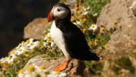 The Atlantic puffin (Fratercula arctica) is one of the 176 bird species studied by Navalón et al. Image credit: Free-Photos.