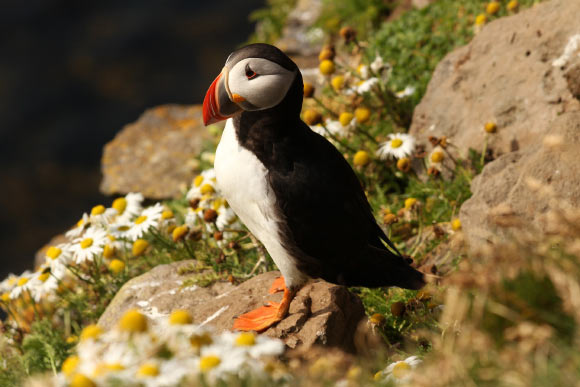 The Atlantic puffin (Fratercula arctica) is one of the 176 bird species studied by Navalón et al. Image credit: Free-Photos.