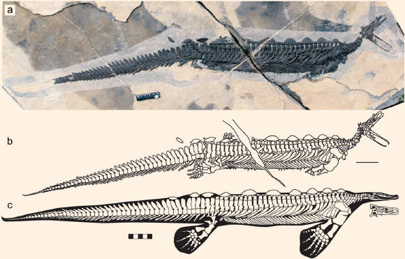 First nearly complete specimen of Eretmorhipis carrolldongi, revealing an unusually small skull: (a) photograph; (b) outlines of the bones and impressions; (c) skeletal reconstruction, with flippers from the holotype. Scale bar - 5 cm. Image credit: Cheng et al, doi: 10.1038/s41598-018-37754-6.