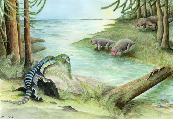 Along the banks of a river, three archosaur inhabitants of the dense Voltzia conifer forest cross paths: Antarctanax shackletoni sneaks up on an early titanopetran insect, Prolacerta broomi lazes on a log, and an enigmatic large archosaur pursues two unsuspecting dicynodonts, Lystrosaurus maccaigi. Image credit: Adrienne Stroup, Field Museum.