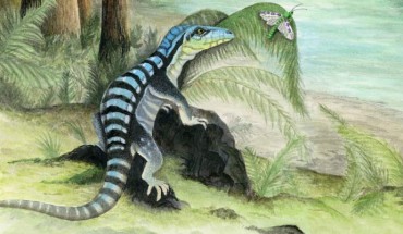 Along the banks of a river, three archosaur inhabitants of the dense Voltzia conifer forest cross paths: Antarctanax shackletoni sneaks up on an early titanopetran insect, Prolacerta broomi lazes on a log, and an enigmatic large archosaur pursues two unsuspecting dicynodonts, Lystrosaurus maccaigi. Image credit: Adrienne StrouAntarctanax shackletoni. Image credit: Adrienne Stroup, Field Museum.p, Field Museum.