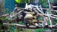 Han et al compare stable isotope ratios from the bones and teeth of extant and extinct pandas and show that their trophic niches are distinctly different, although both species had a C3-dominated diet over time and space. The results indicate that ancient pandas possibly had more complex diets and habitats than do their modern counterparts. This image shows a male giant panda named Xiao Liwu at San Diego Zoo. Image credit: Sci-News.com.