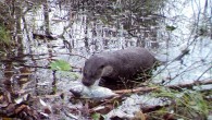 Ten mammalian and five bird species were documented scavenging fish carcasses in the Chernobyl Exclusion Zone including Eurasian otters (Lutra lutra). Image credit: Schlichting et al, doi: 10.1016/j.fooweb.2018.e00107.