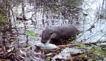 Ten mammalian and five bird species were documented scavenging fish carcasses in the Chernobyl Exclusion Zone including Eurasian otters (Lutra lutra). Image credit: Schlichting et al, doi: 10.1016/j.fooweb.2018.e00107.