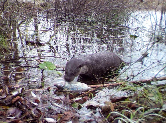Ten mammalian and five bird species were documented scavenging fish carcasses in the Chernobyl Exclusion Zone including Eurasian otters (Lutra lutra). Image credit: Schlichting et al, doi: 10.1016/j.fooweb.2018.e00107.