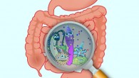 Forster et al created the most comprehensive collection of human intestinal bacteria to date.