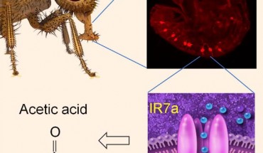 The receptors required for the gustatory responses to sour compounds have been elusive. Rimal et al discover a Drosophila taste receptor, IR7a, which is required for rejecting a sour chemical. Surprisingly, IR7a is narrowly tuned to acetic acid, suggesting that carboxylic acids are detected by a repertoire of receptors. Image credit: Rimal et al, doi: 10.1016/j.celrep.2019.01.042.