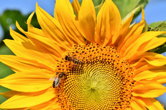 Howard et al show that honeybees can learn to use blue and yellow as symbolic representations for addition or subtraction. In a free-flying environment, individual bees used this information to solve unfamiliar problems involving adding or subtracting one element from a group of elements. Image credit: Ralph.