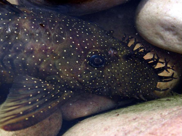 A close-up of the tentacles of a male Ancistrus patronus. The male’s tentacles look like the eggs that the male cares for. Image credit: Jonathan W. Armbruster.