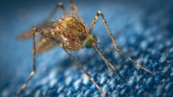 Mosquitoes can hear up to 32 feet away. Image credit: Egor Kamelev.