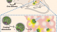 Wei et al developed a biomimetic self-propelling micromotor formulation for use as an oral antivirulence vaccine; the propulsion is provided by a magnesium-based core, and a biomimetic cell membrane coating is used to detain and neutralize a toxic antigenic payload; the resulting motor toxoids leverage their propulsion properties in order to more effectively elicit mucosal immune responses. Image credit: Wei et al, doi: 10.1021/acs.nanolett.8b05051.