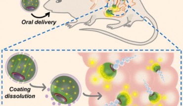 Wei et al developed a biomimetic self-propelling micromotor formulation for use as an oral antivirulence vaccine; the propulsion is provided by a magnesium-based core, and a biomimetic cell membrane coating is used to detain and neutralize a toxic antigenic payload; the resulting motor toxoids leverage their propulsion properties in order to more effectively elicit mucosal immune responses. Image credit: Wei et al, doi: 10.1021/acs.nanolett.8b05051.