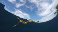 The yellow-bellied sea snake (Hydrophis platurus). Image credit: Mark Sandfoss, University of Florida.