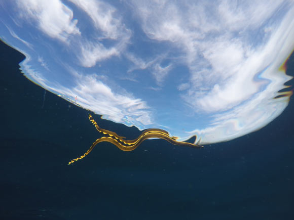 The yellow-bellied sea snake (Hydrophis platurus). Image credit: Mark Sandfoss, University of Florida.