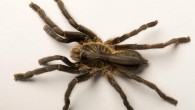Ceratogyrus attonitifer. Image credit: Ian Enelbrecht.