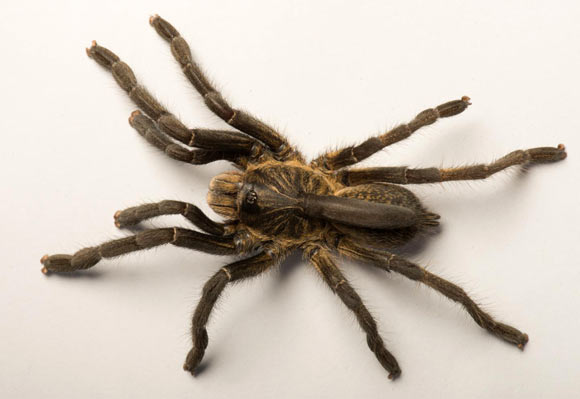 Ceratogyrus attonitifer. Image credit: Ian Enelbrecht.