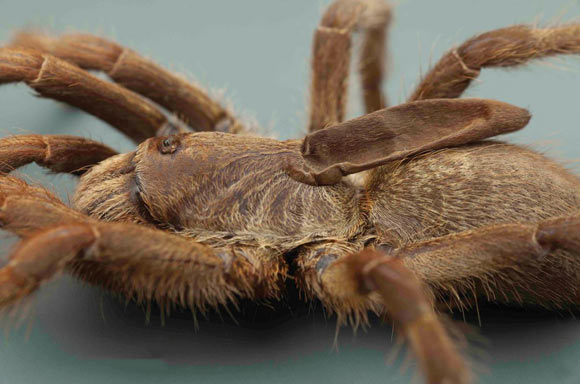 Ceratogyrus attonitifer has a soft and elongated horn-like protuberance on its back. Image credit: Ian Enelbrecht.