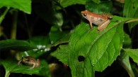 Bibita Mountain dwarf puddle frogs (Phrynobatrachus bibita), females. Image credit: S. Goutte & J. Reyes-Velasco, New York University Abu Dhabi.
