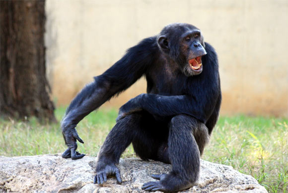 Gestures of our primate cousins may be more similar to our own language than previously thought. Image credit: Republica.