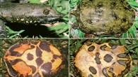 Spotted softshell turtles (Pelodiscus variegatus) in life, females. Image credit: Thomas Ziegler.