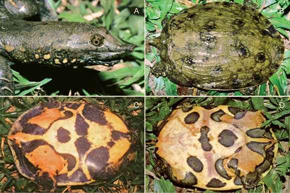 Spotted softshell turtles (Pelodiscus variegatus) in life, females. Image credit: Thomas Ziegler.