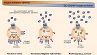 This diagram shows how the effects of Gαs-coupled agonists on T cells can be influenced by sleep or disease. Image credit: Dimitrov et al, doi: 10.1084/jem.20181169.