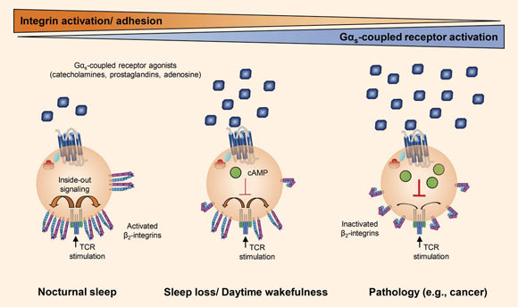 This diagram shows how the effects of Gαs-coupled agonists on T cells can be influenced by sleep or disease. Image credit: Dimitrov et al, doi: 10.1084/jem.20181169.