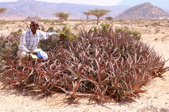 The Somali red aloe (Aloe sanguinalis), with co-author Dr. Ahmed Ibrahim Awale, at Lafarug, Somaliland, in January 2018. Image credit: Barkworth et al, doi: 10.3897/phytokeys.117.28226.