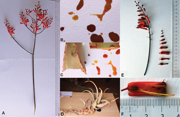The Somali red aloe (Aloe sanguinalis) from Alala Adka, Somaliland, in June 2017: (A) whole inflorescence, including peduncle; (B) sap, showing color after 10-15 minutes; (C) leaves freshly cut near their base showing color of sap when fresh; (D) decumbent offset, showing roots from some nodes; (E) inflorescence branch and flowers from another branch, arranged from top to bottom of the branch; (F) flower after maturation of style. Image credit: Barkworth et al, doi: 10.3897/phytokeys.117.28226.