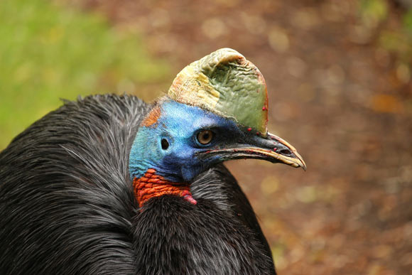 Cassowaries use their casque much in the same way as some other birds use their beaks for heat exchange. Image credit: Lolame.