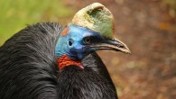 Cassowaries use their casque much in the same way as some other birds use their beaks for heat exchange. Image credit: Lolame.