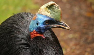 Cassowaries use their casque much in the same way as some other birds use their beaks for heat exchange. Image credit: Lolame.