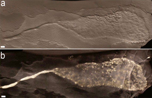 Volume rendering showing continuity between sheet and string morphologies in a single specimen. Scale bars - 1 cm. Image credit: El Albani et al, doi: 10.1073/pnas.1815721116.