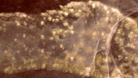 Volume rendering showing continuity between sheet and string morphologies in a single specimen. Scale bars - 1 cm. Image credit: El Albani et al, doi: 10.1073/pnas.1815721116.