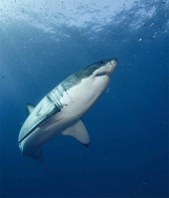 The great white shark (Carcharodon carcharias). Image credit: Byron Dilkes, Danah Divers.