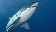 The great white shark (Carcharodon carcharias). Image credit: Byron Dilkes, Danah Divers.
