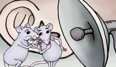 Mice and rats have a rich repertoire of around 20 kinds of calls. Image credit: Alice Gray.