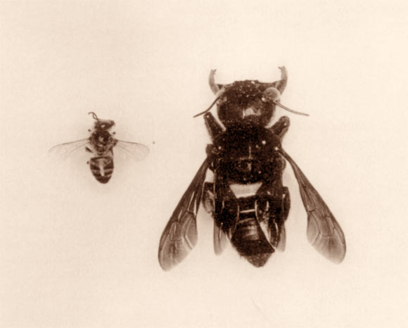 A honeybee (Apis mellifera) worker (left) compared to the Wallace’s giant bee (Megachile pluto). Image credit: J.W. Porter / A.C. Messer.